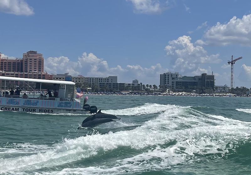 Encounters With Dolphins