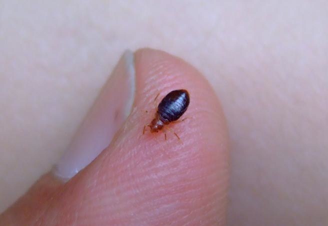 Bed Bug Exterminator Chicago - Pest control service in Chicago