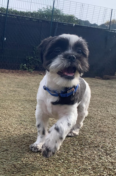 The Honolulu Pet Clinic - Veterinarian in Honolulu