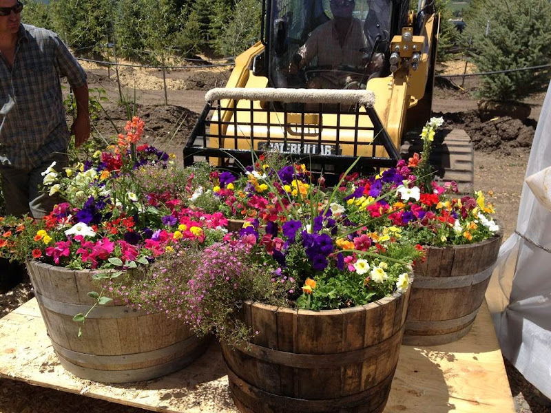Snow Country Nursery - Plant nursery in Steamboat Springs