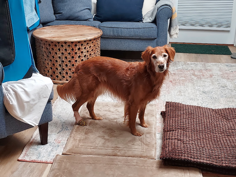 Island Holistic Veterinary Center