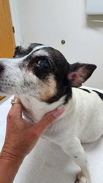 Lost Key Animal Clinic