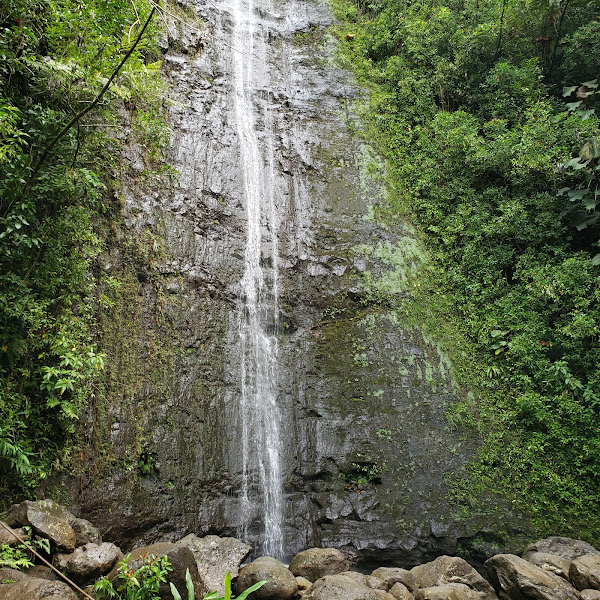 Mānoa Falls Trail - Tourist attraction in Honolulu