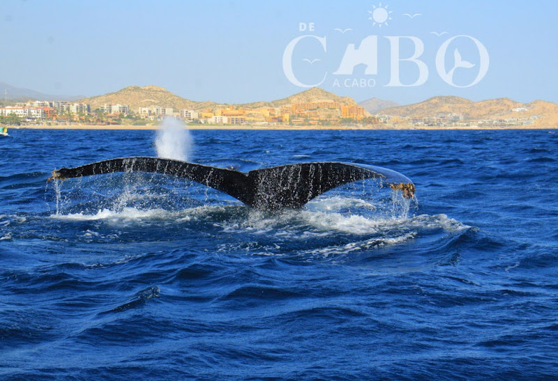 De Cabo a Cabo - Boat rental service in D Dock Supermanzana IGY