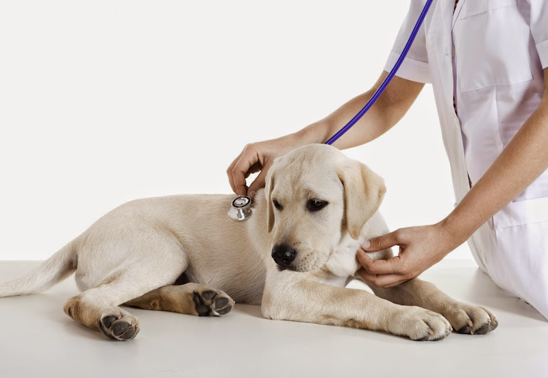Waipio Pet Clinic