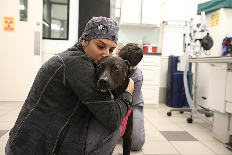 BluePearl Pet Hospital