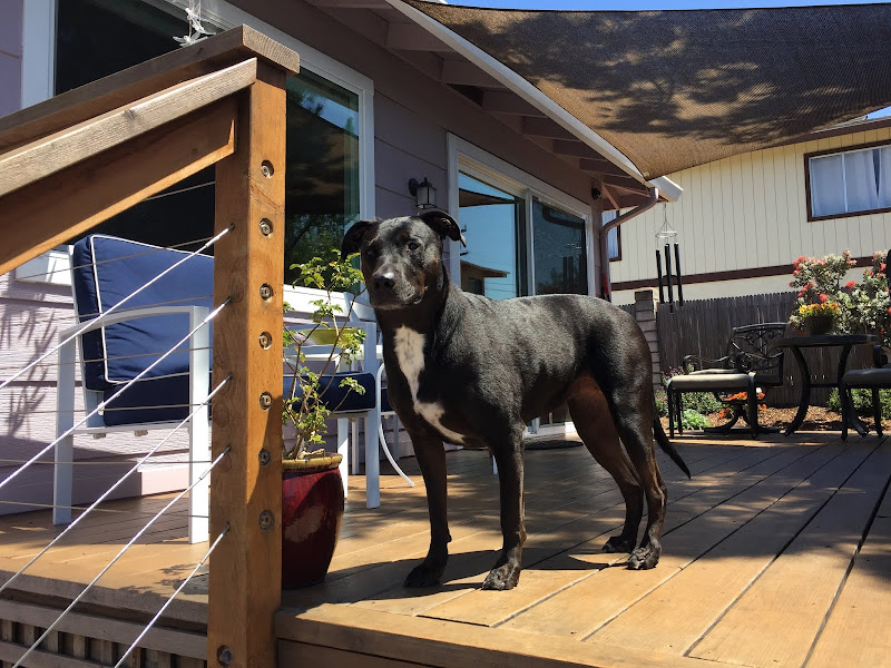 Central Phoenix Animal Hospital