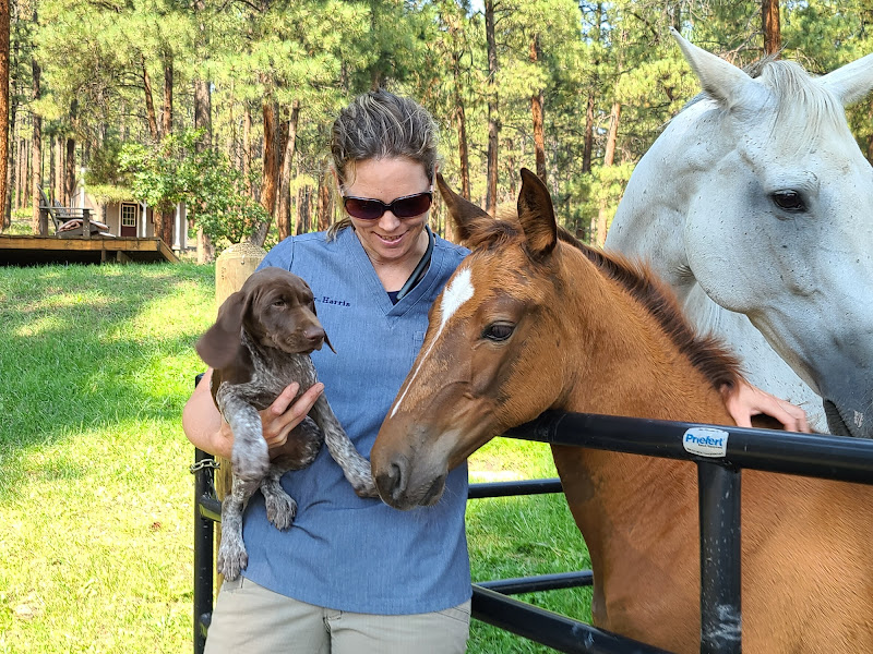 Centennial Equine Sports Medicine - Veterinarian in Pagosa Springs