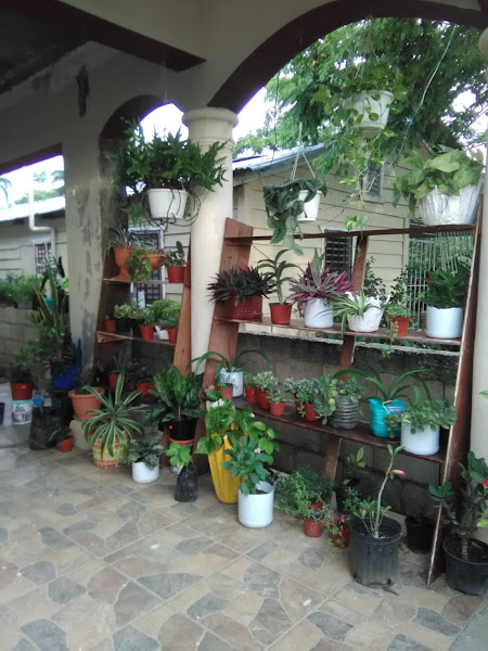 Vivero & Jardinería AFAE - Garden center in Puerto Plata 57000