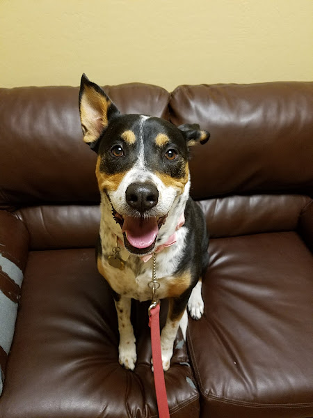 Phoenix Mountain Animal Hospital