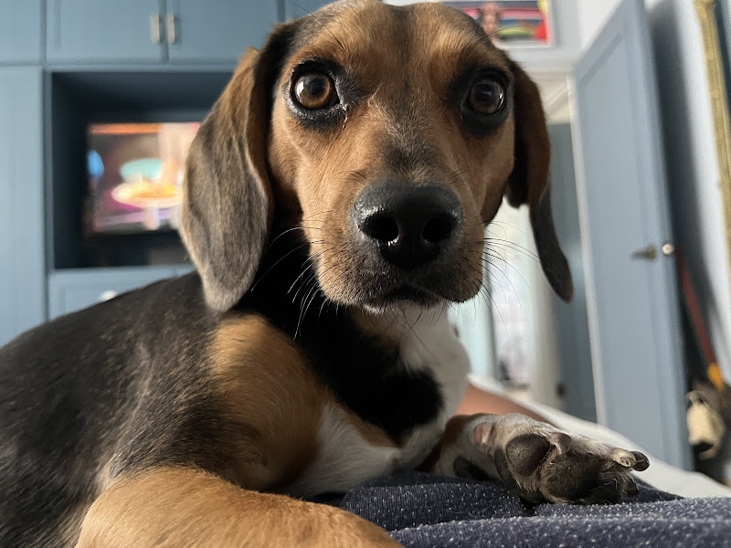 Oh My Dog - Veterinarian in 23454 Cabo San Lucas