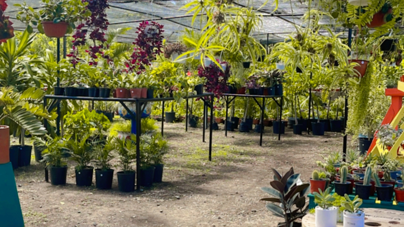 Plantario Catalina - Wholesale plant nursery in Puerto Plata 00809