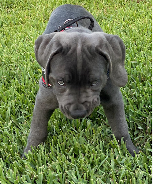 Animal Medical Hospital of Naples