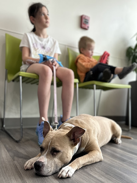 Portland PetMedic Urgent Care Vet Clinic