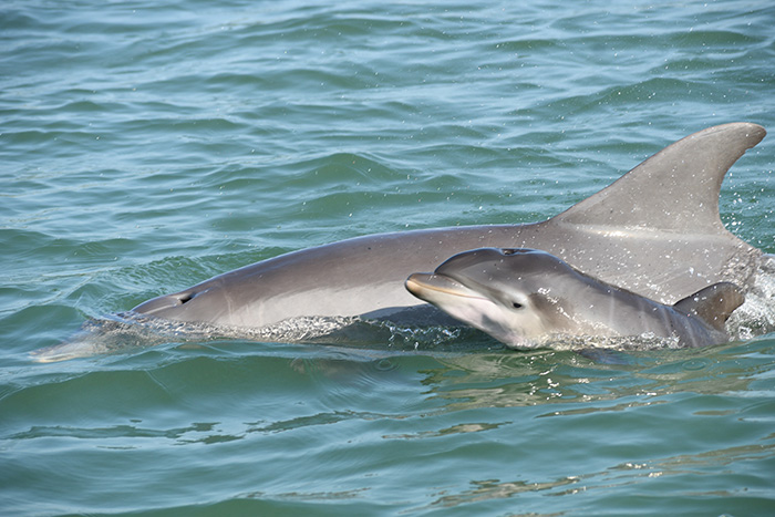 Anna Maria Island Dolphin Tours - Boat tour agency in Holmes Beach