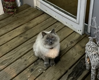Lakewood Dog & Cat Grooming - Pet groomer in Colorado Springs