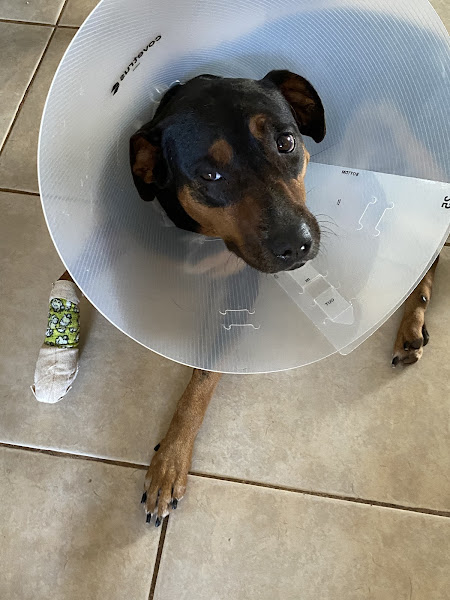 Hale Ola Pet Hospital