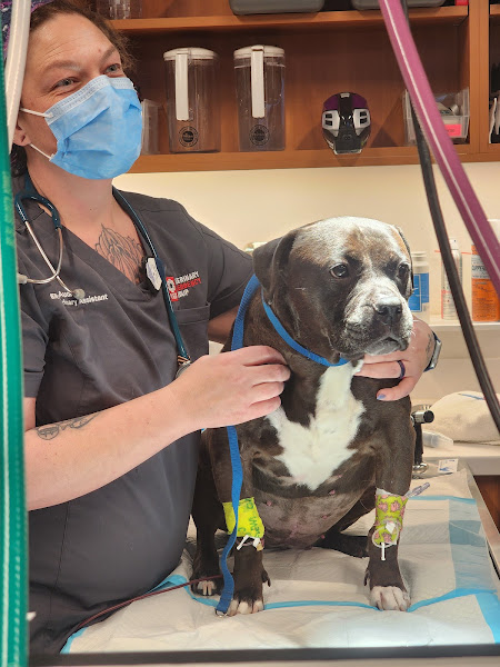 Veterinary Emergency Group