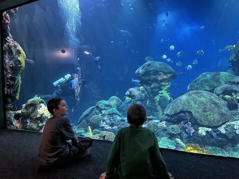 Tennessee Aquarium - Tourist attraction in Chattanooga