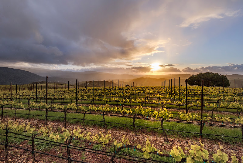 Albatross Ridge Tasting Room - Winery in Between Ocean &
