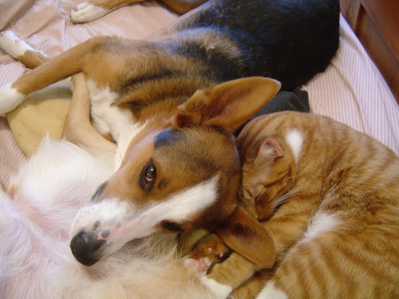 Four Paws Veterinary Center