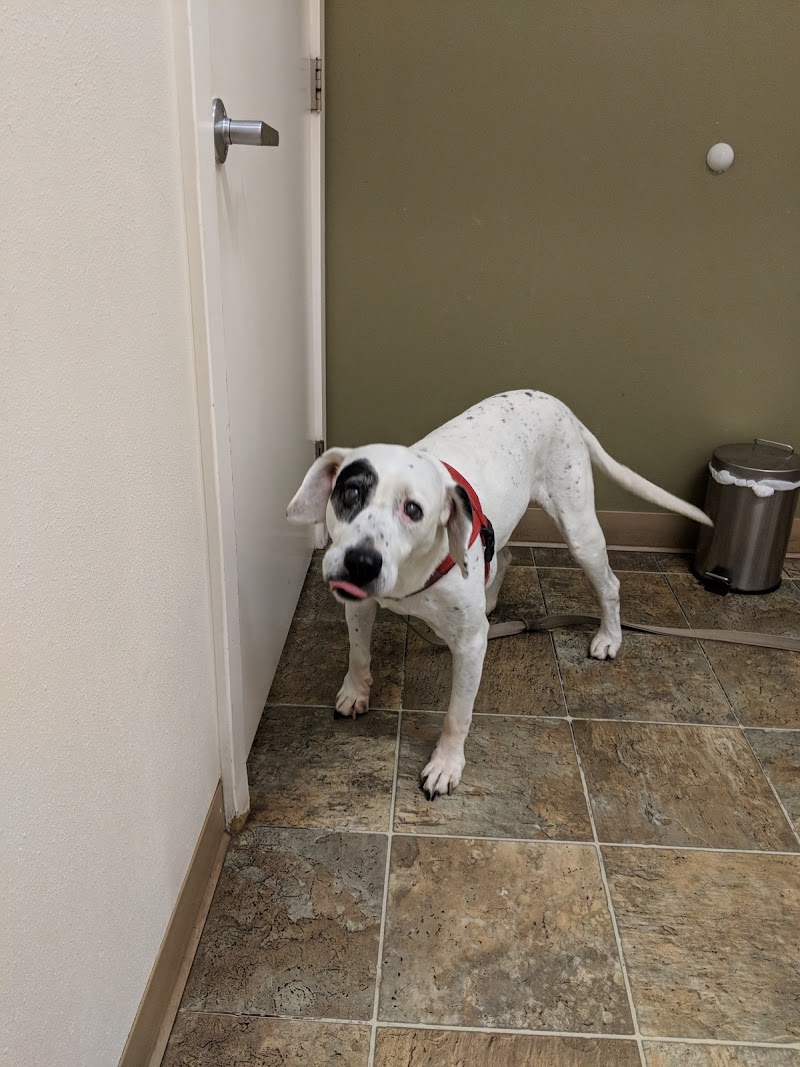 Four Paws Veterinary Center photo