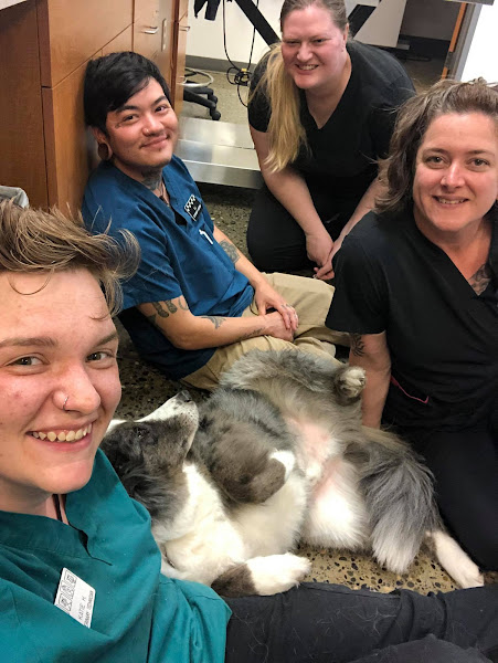 North Seattle Veterinary Clinic