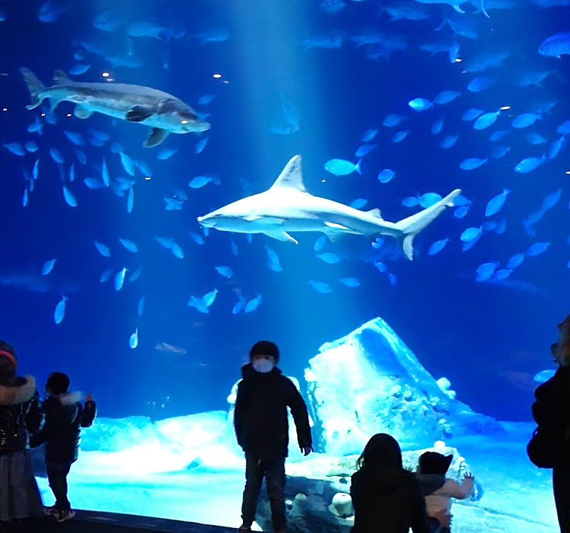 New York Aquarium photo