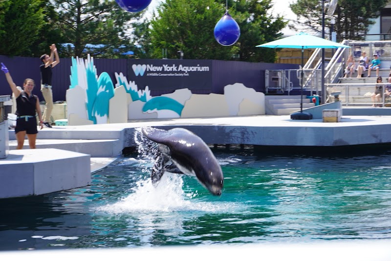 New York Aquarium photo