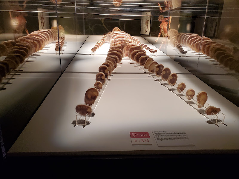 Bodies | The Exhibition