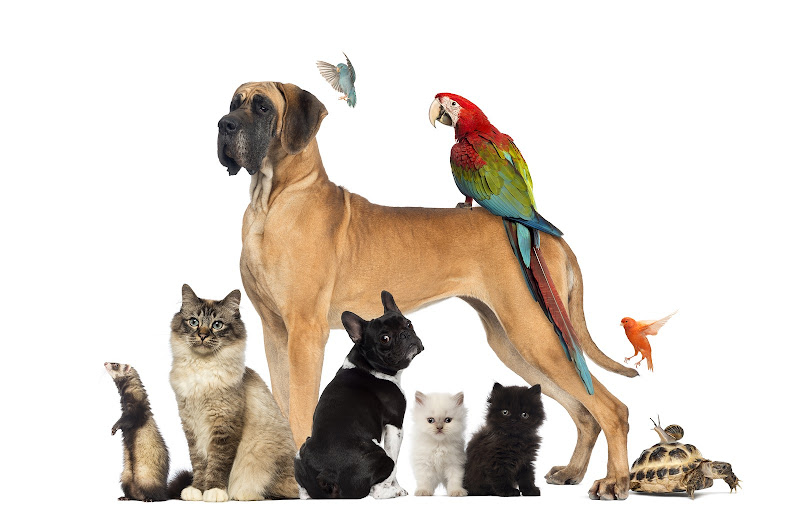 East Ridge Animal Hospital - Animal hospital in Chattanooga