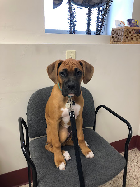 Bayside Vet Clinic - Veterinarian in Sturgeon Bay