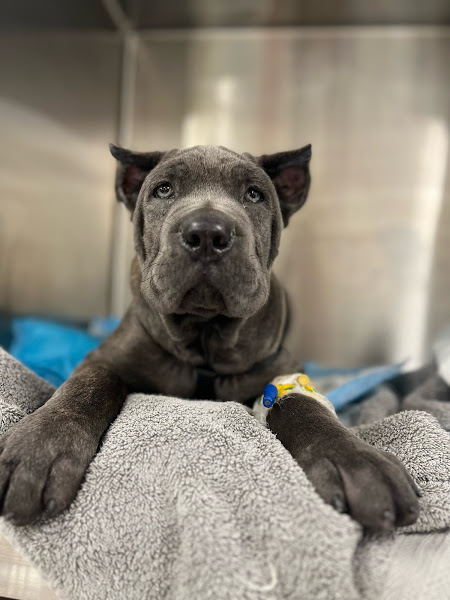 Pet Urgent Response and Emergency