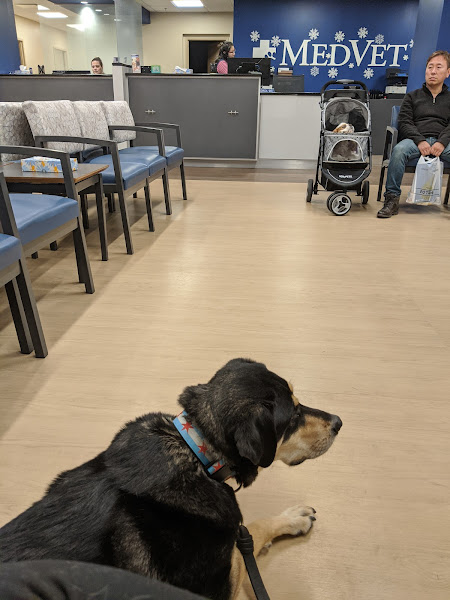 MedVet Chicago - Veterinarian in Chicago