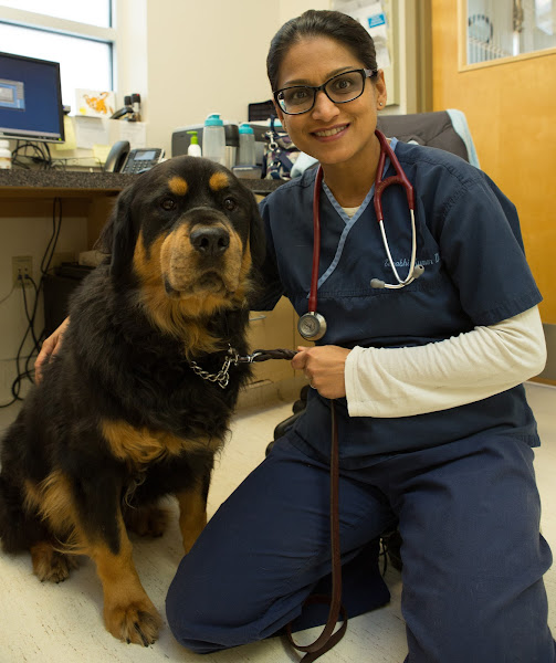 Inman Park Animal Hospital