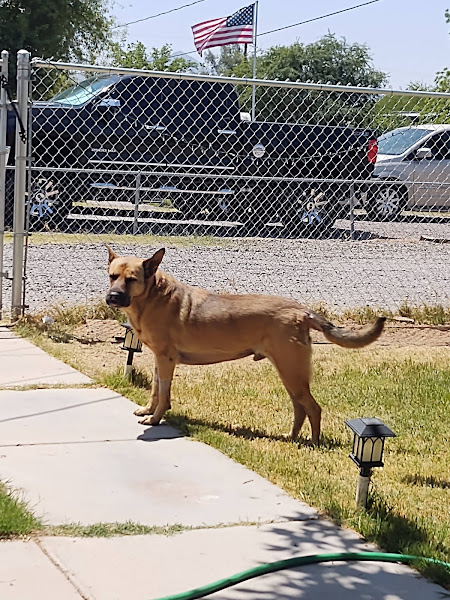 Scottsdale Veterinary Specialty and Emergency Center