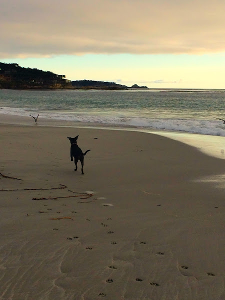 Monterey Bay Animal Dermatology - Veterinarian in Carmel-By-The-Sea