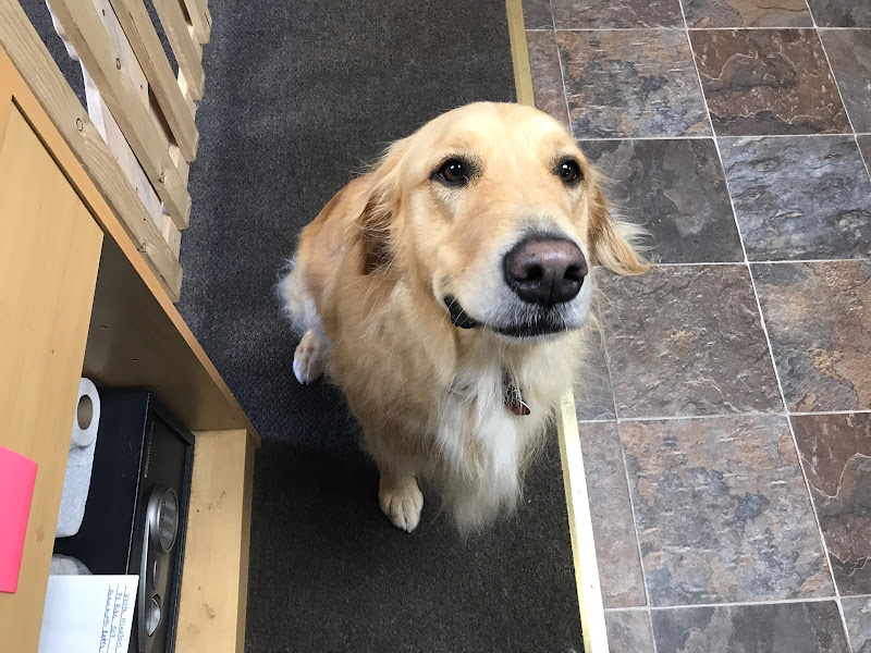Spoiled Rotten Pet Salon - Pet groomer in Mammoth Lakes