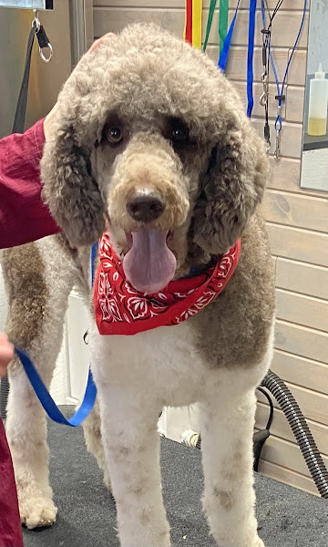 Hillstone Pet Grooming, LLC - Pet groomer in Elkhorn