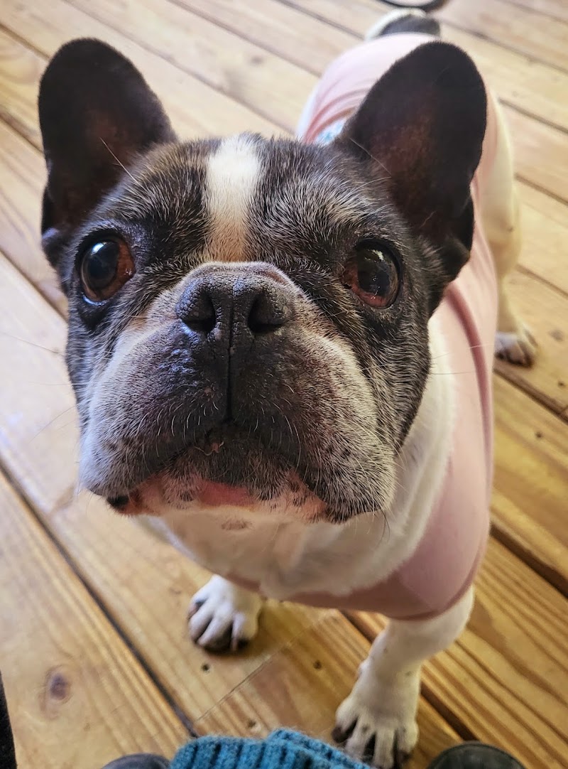 Austin Veterinary Diagnostic Hospital photo