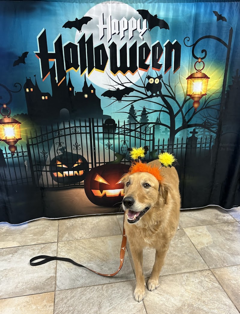 Austin Veterinary Diagnostic Hospital photo