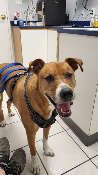 Animal Medical Center of Austin