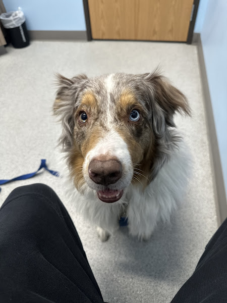 RiNoVet Animal Emergency Care