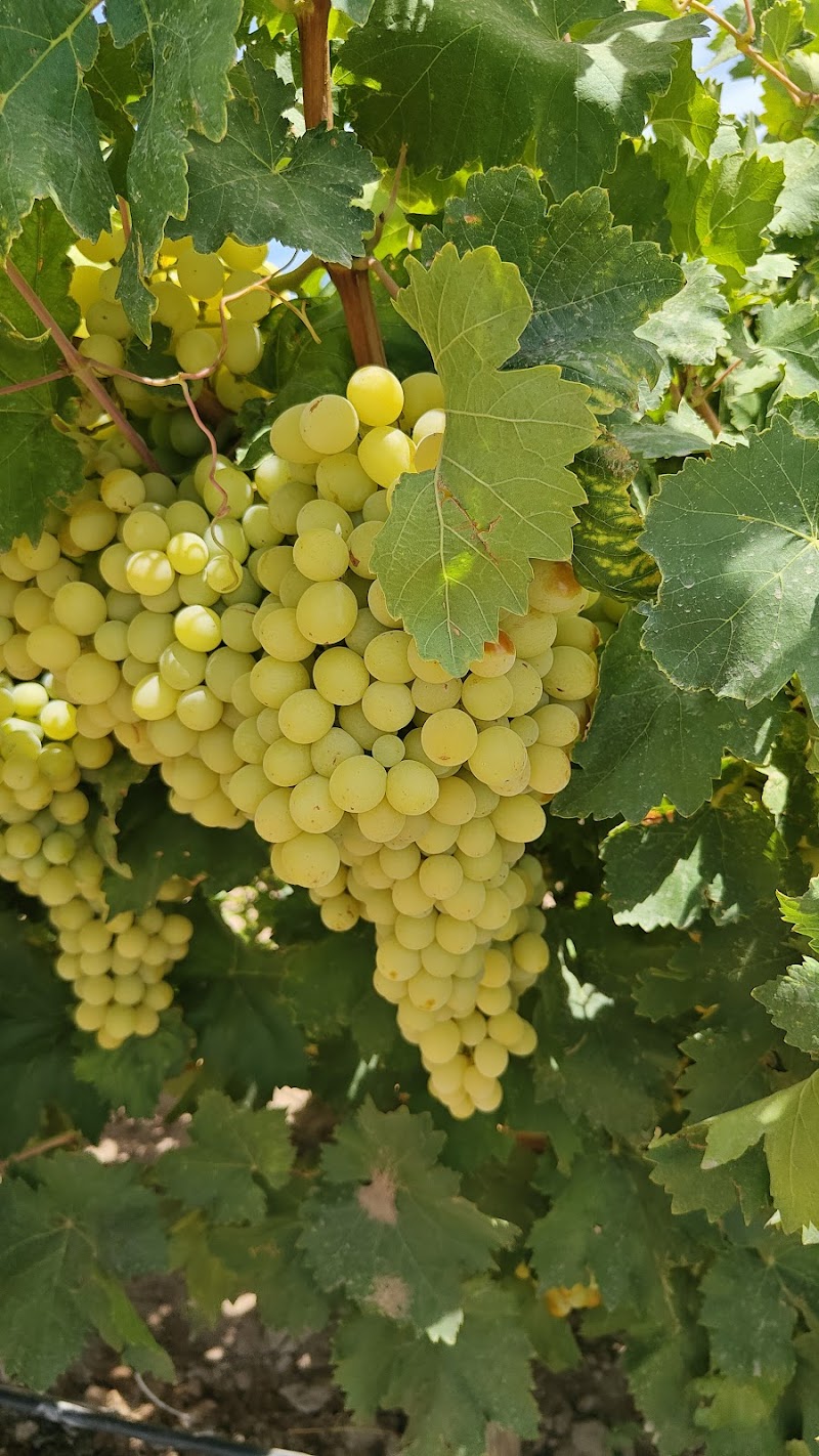 Viñedos la Bonita - Vineyard in la bonita