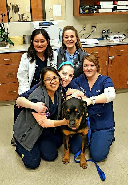Nashville Veterinary Specialists + Animal Emergency
