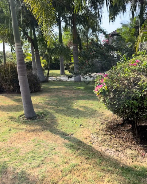 Yard Cutting - Gardening Services