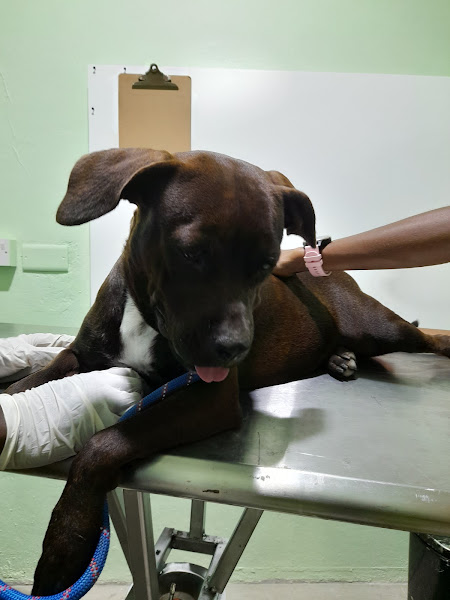 The Green Clinic - Veterinarian in Montego Bay