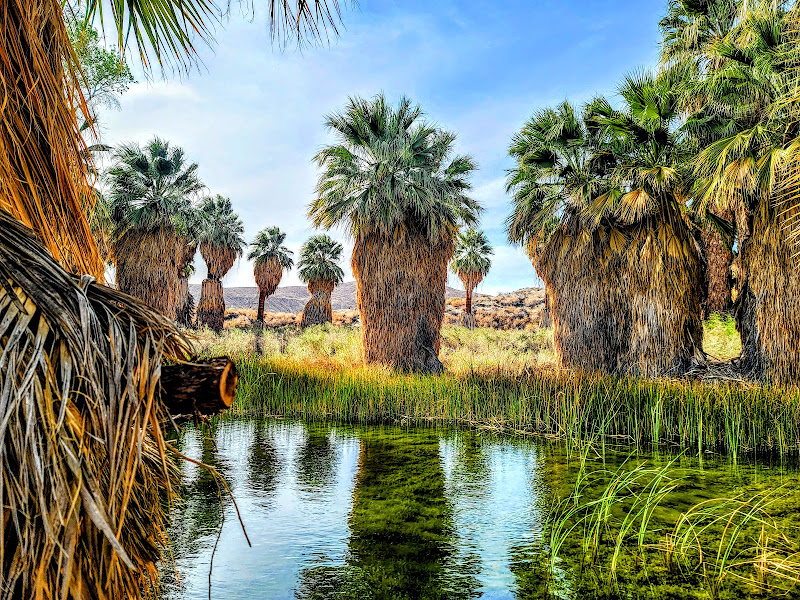 Coachella Valley Preserve - Thousand Palms Oasis Preserve - Tourist attraction in Thousand Palms
