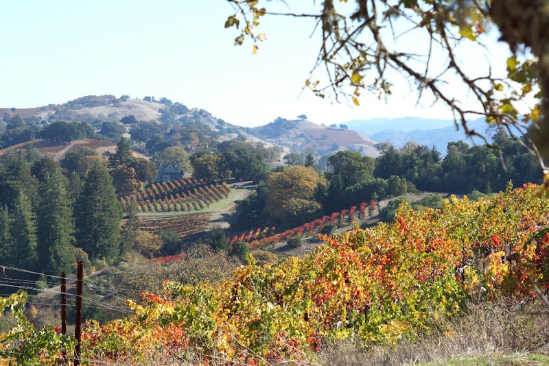 Amista Vineyards