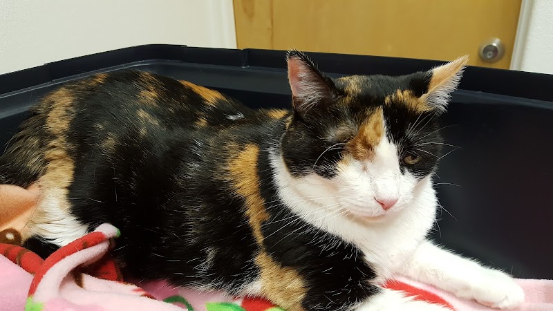 Hawaii Veterinary Vision Care photo